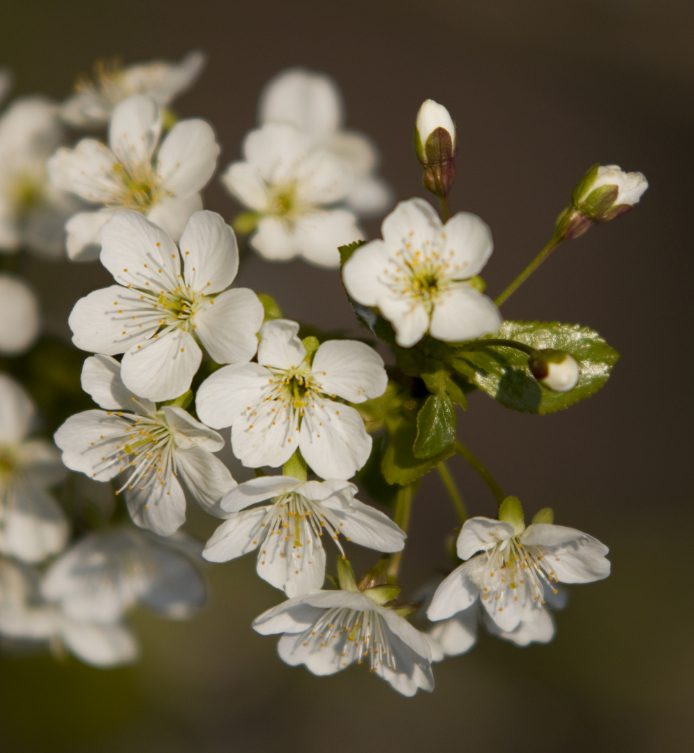 Kirschblüten