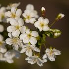 Kirschblüten