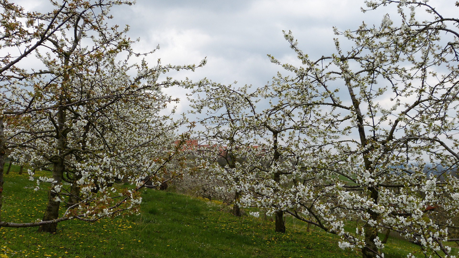 Kirschblüten 1