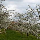 Kirschblüten 1