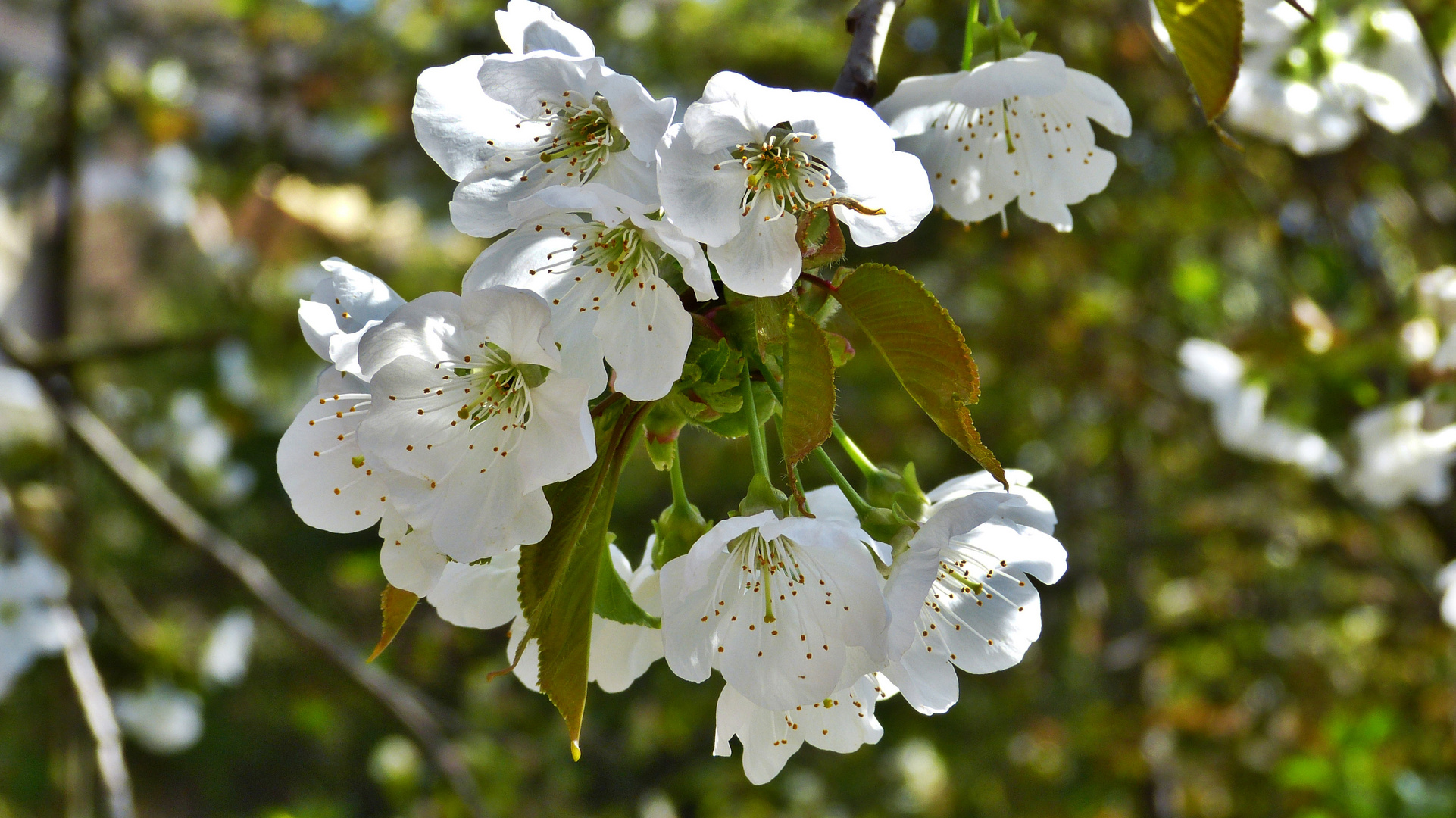 Kirschblüten 1