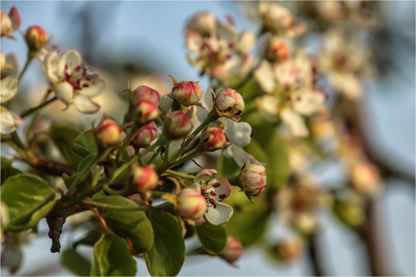 Kirschblüten (1)