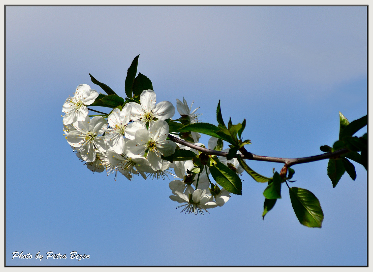 Kirschblüten 1