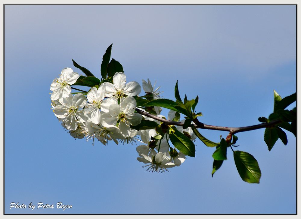 Kirschblüten 1