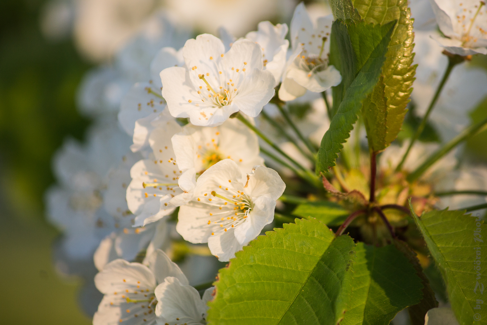 Kirschblüten 1