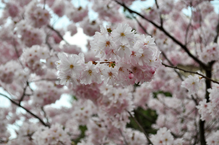 Kirschblüten 1