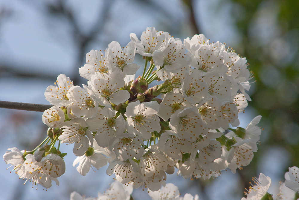 Kirschblüten