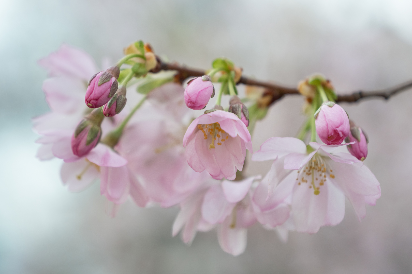 Kirschblüten 