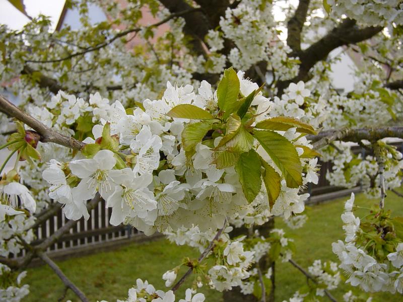 Kirschblüten...