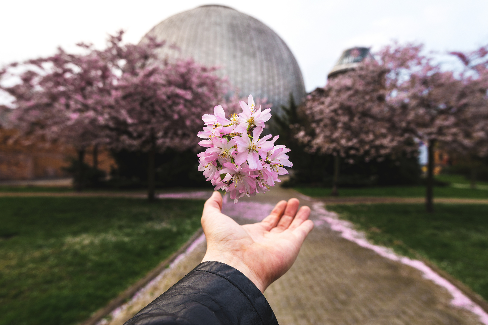 Kirschblüten