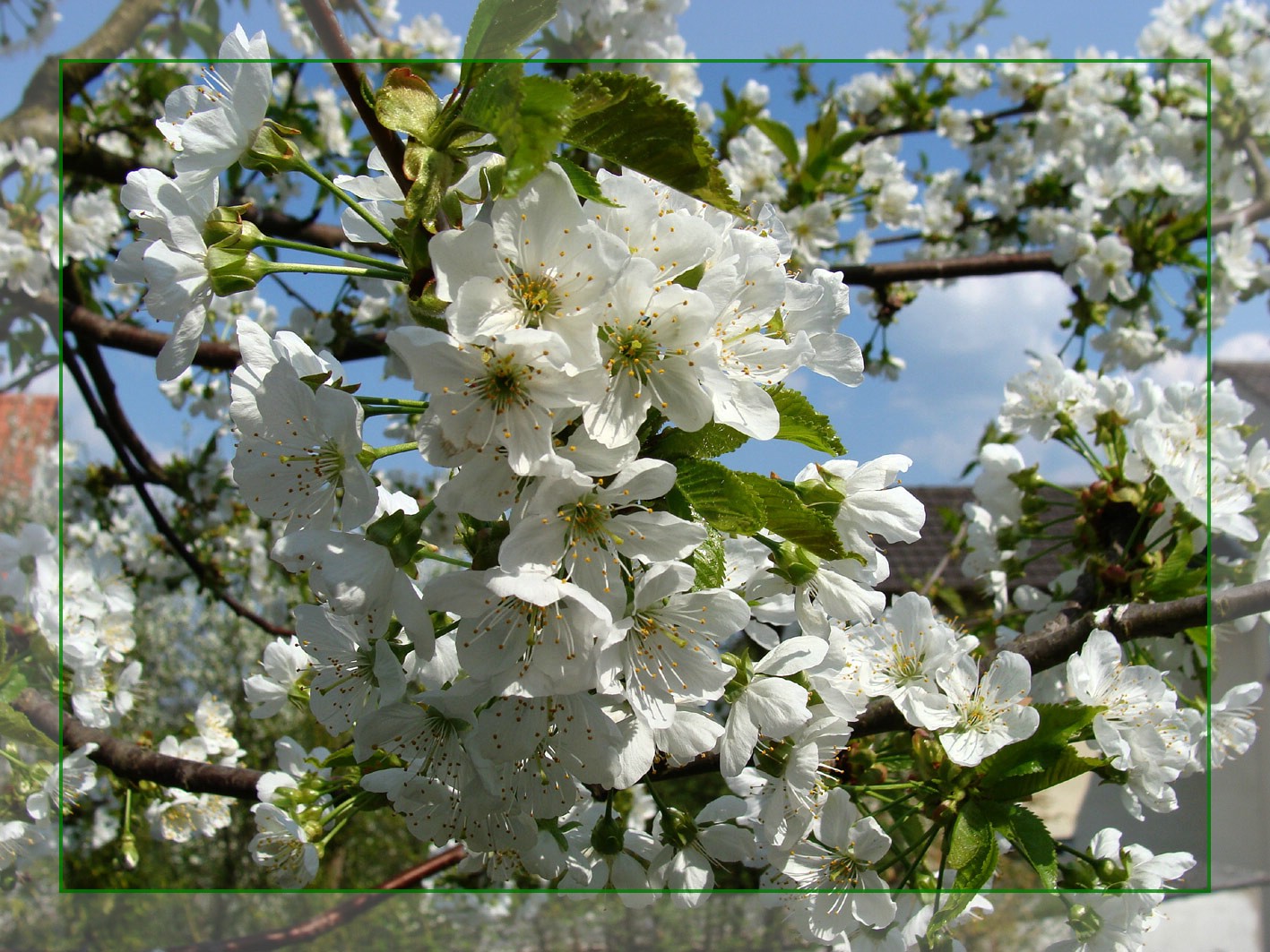 Kirschblüten 