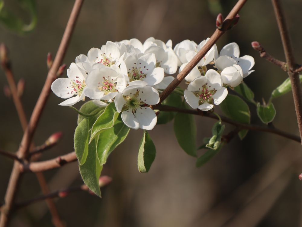 Kirschblüten