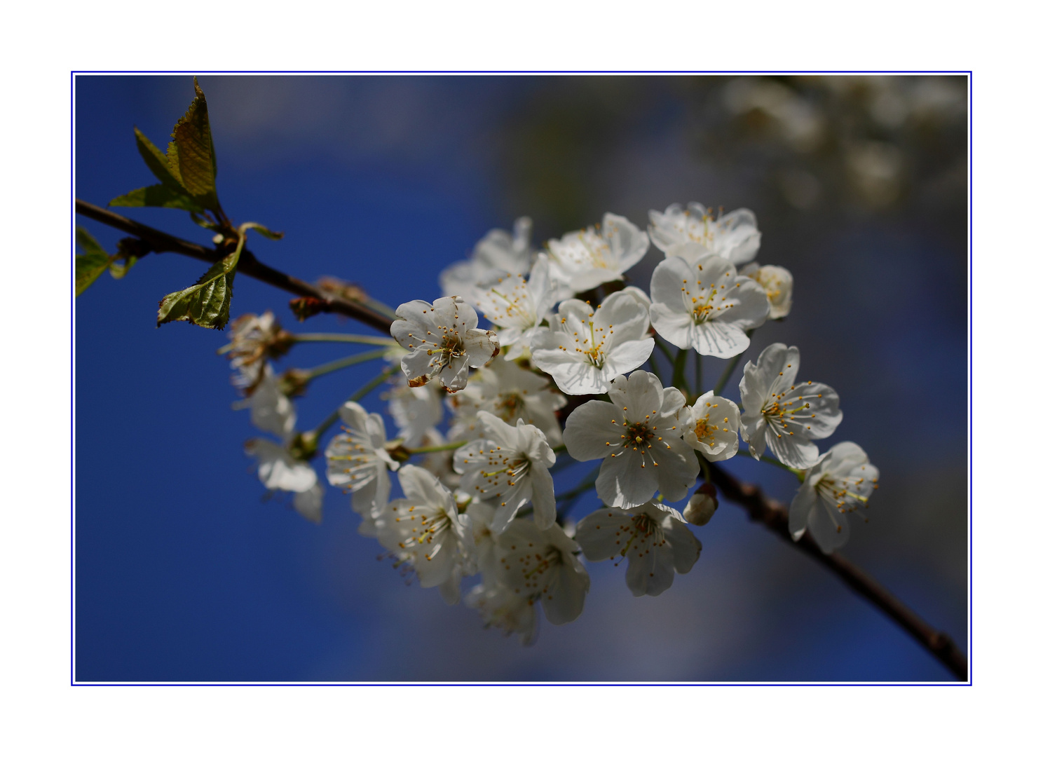 Kirschblüten