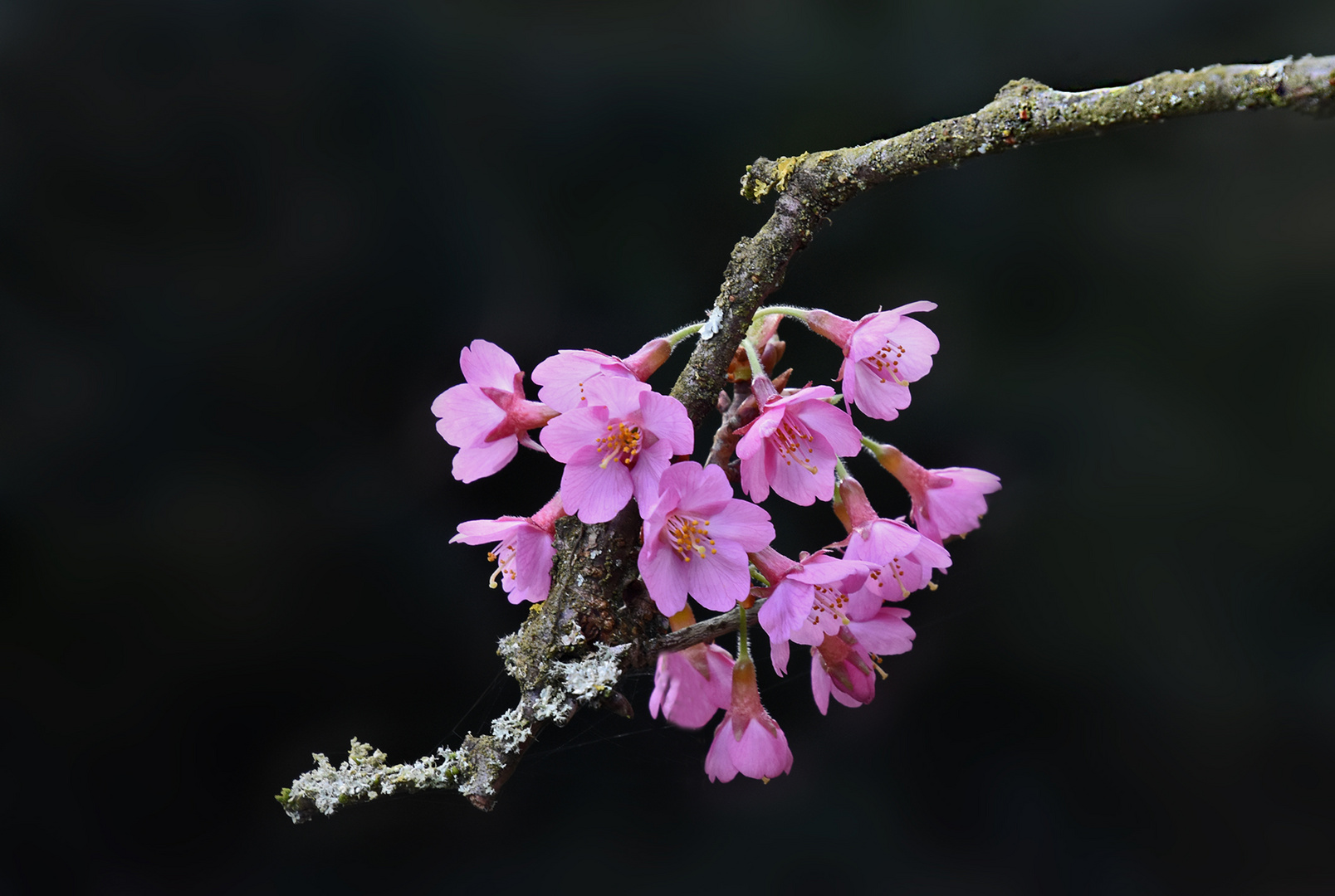 Kirschblüten....