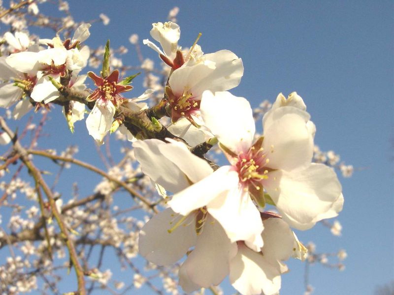 kirschblüten