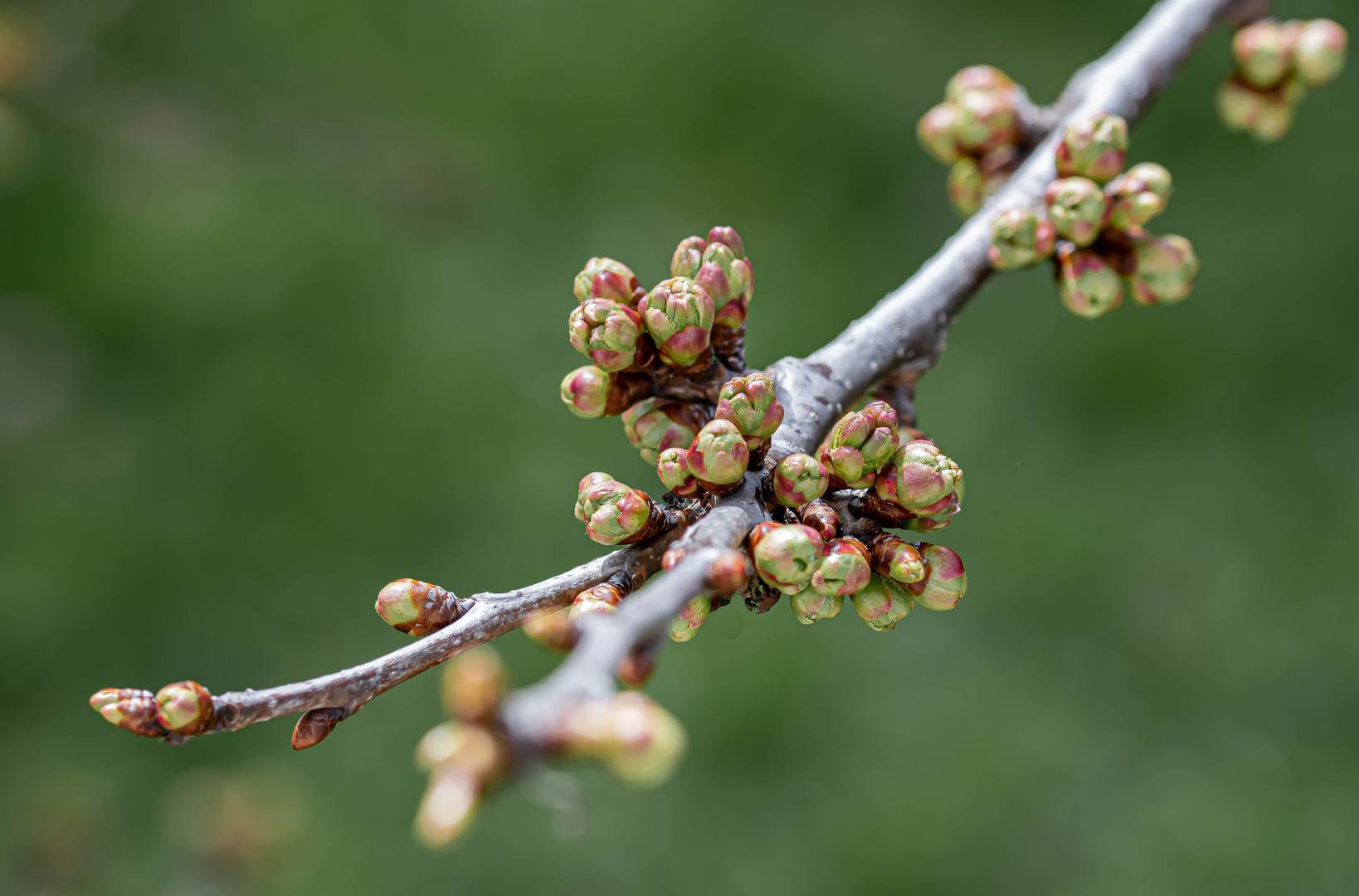 KIRSCHBLÜTEN