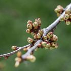 KIRSCHBLÜTEN