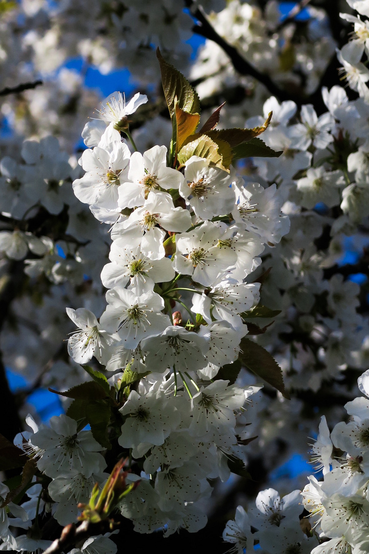 Kirschblüten