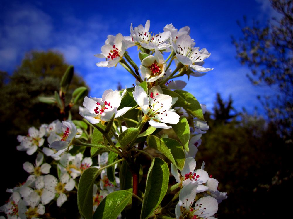 Kirschblüten von Semper Fi 