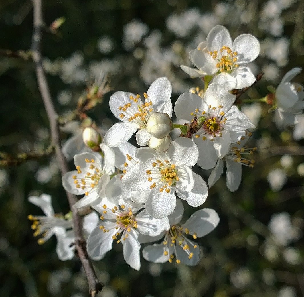 Kirschblüten