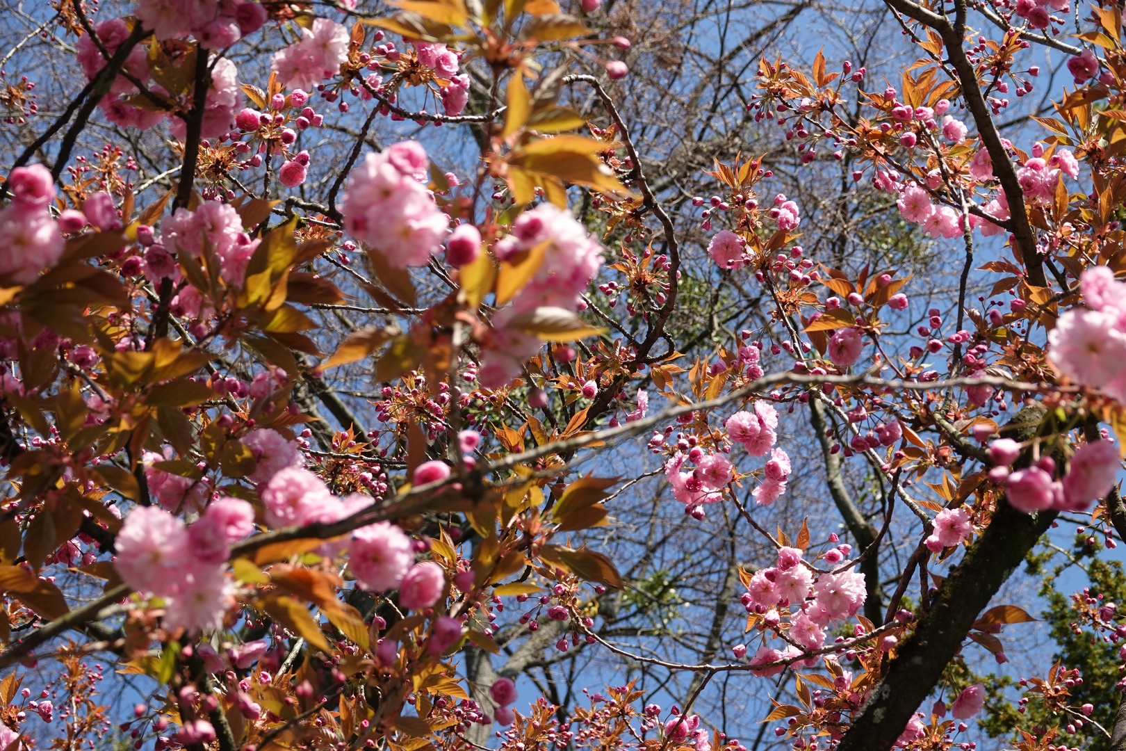 Kirschblüten