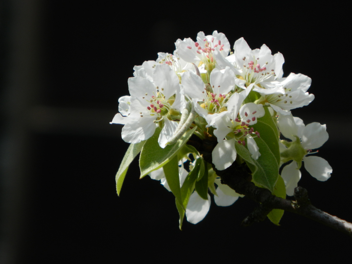 Kirschblüten