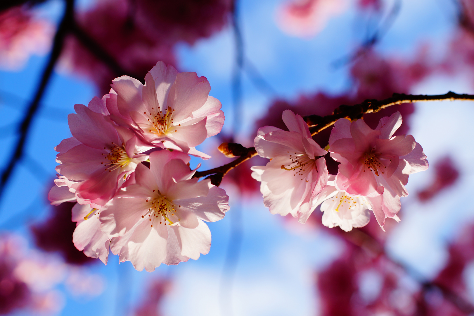 Kirschblüten