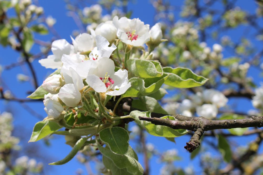 Kirschblüten