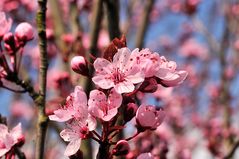 Kirschblüten