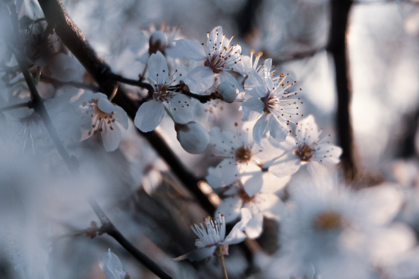 Kirschblüten 