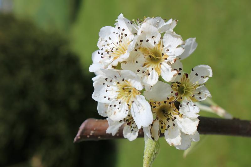 Kirschblüten von AB1980 