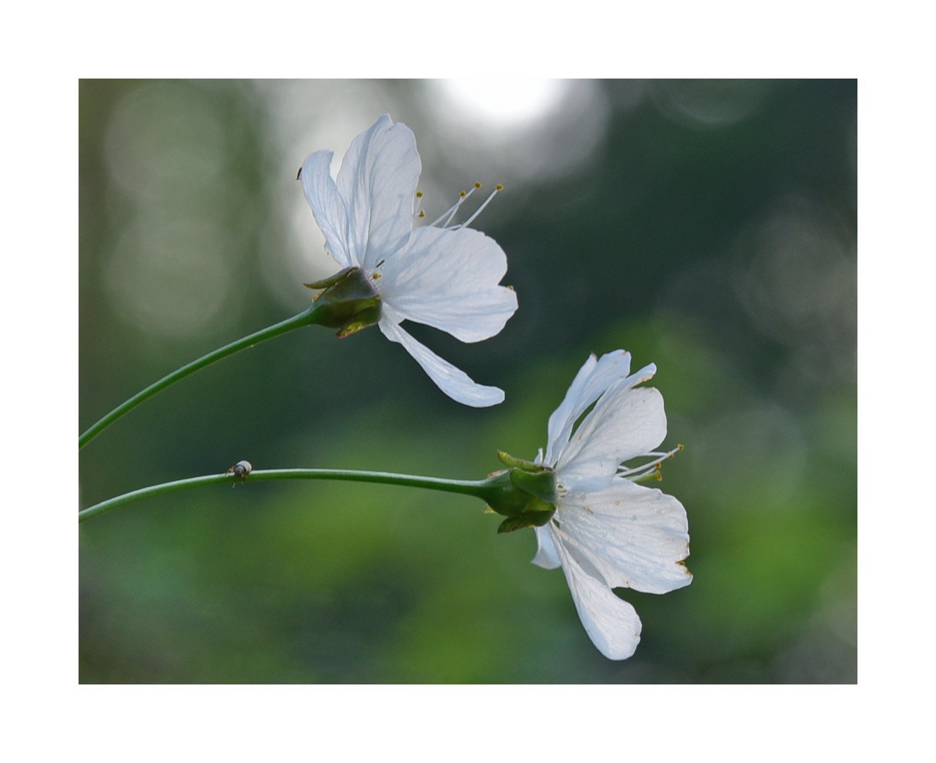 Kirschblüten