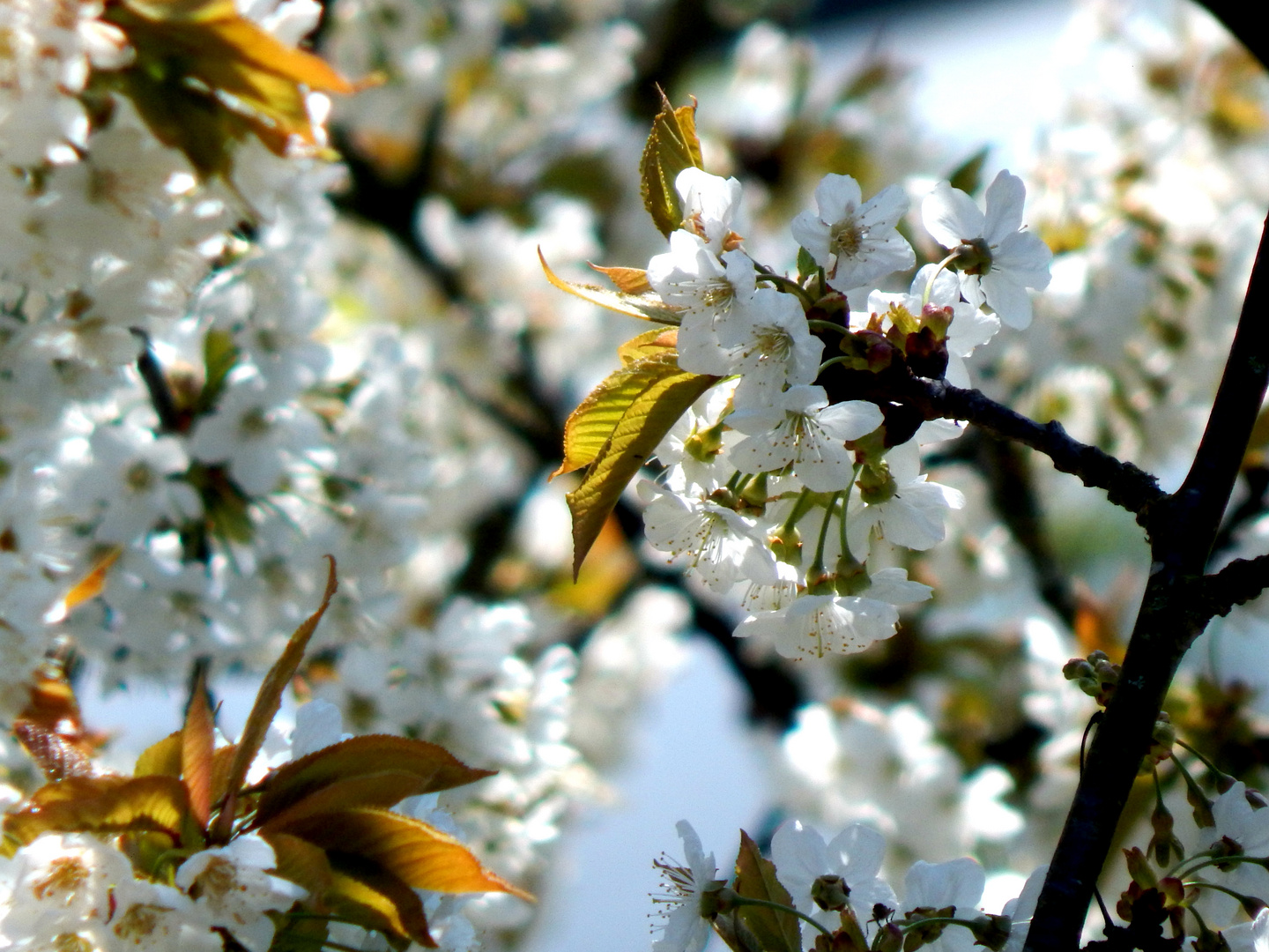 Kirschblüten