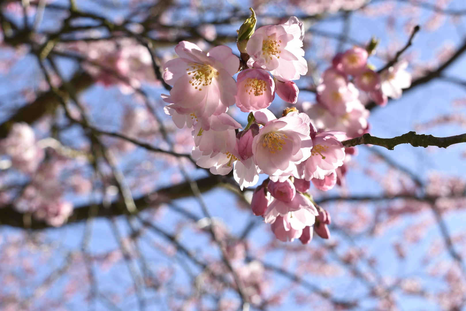 Kirschblüten