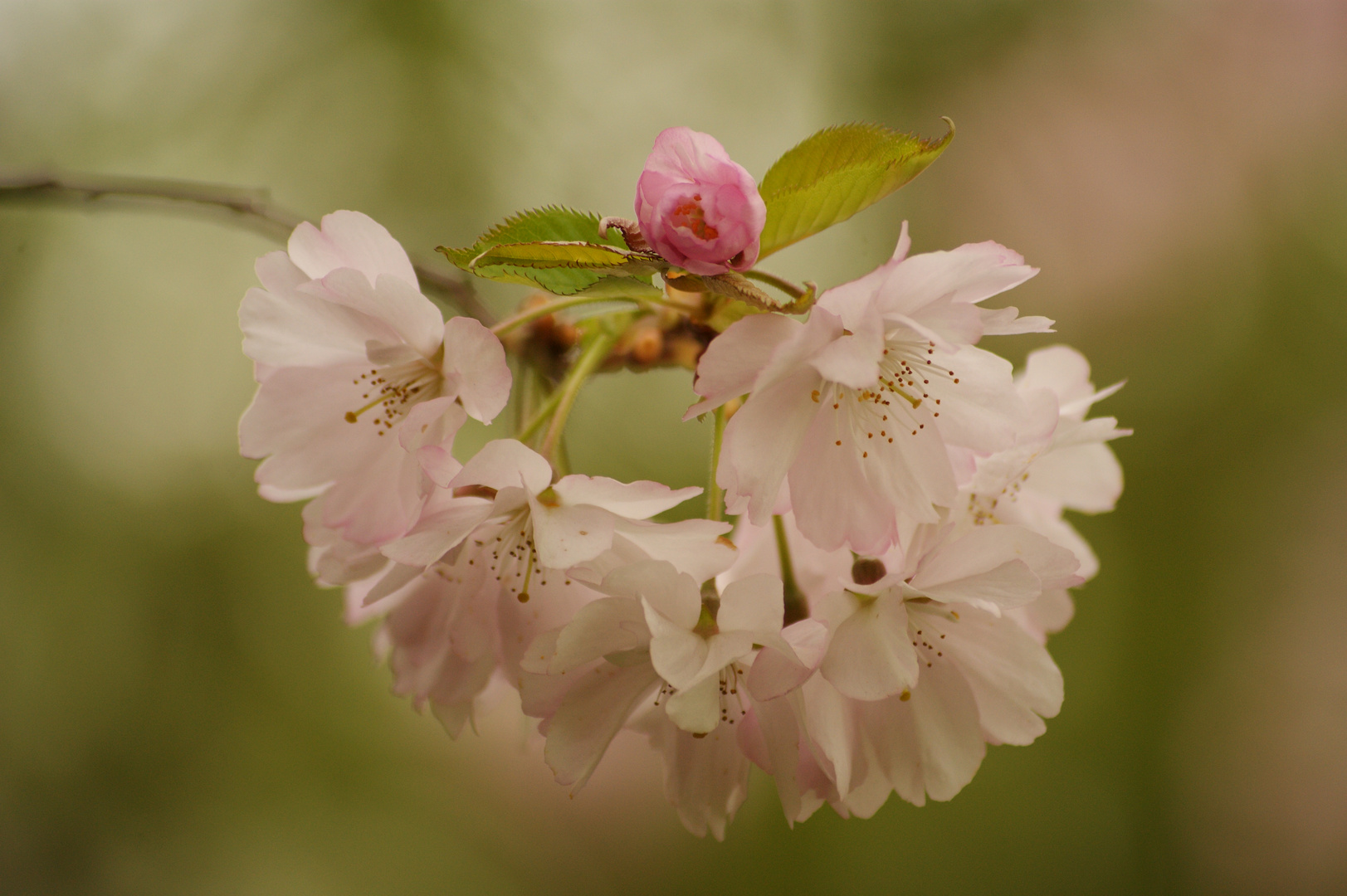 kirschblüten.