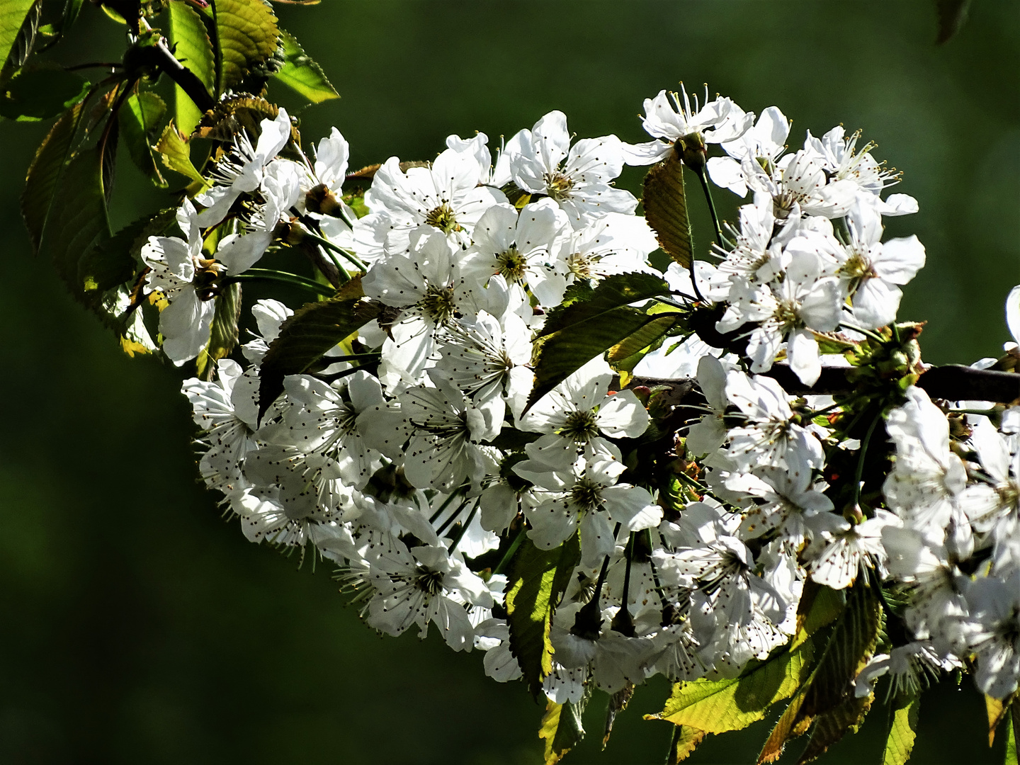 Kirschblüten