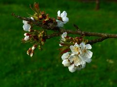 Kirschblüten