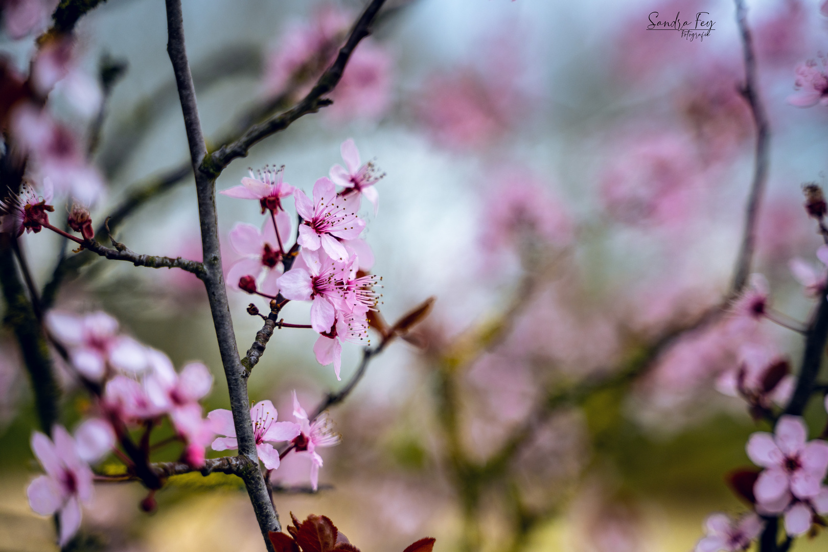 Kirschblüten