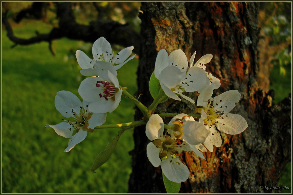 Kirschblüten