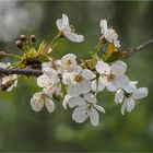 Kirschblüten