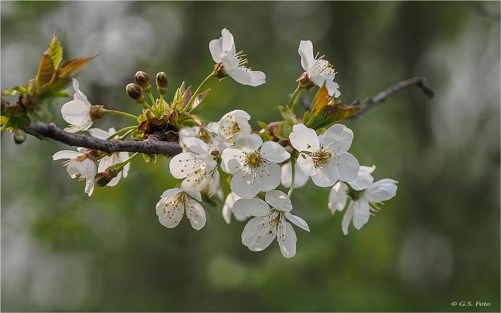 Kirschblüten