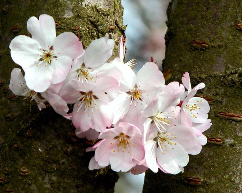 Kirschblüten