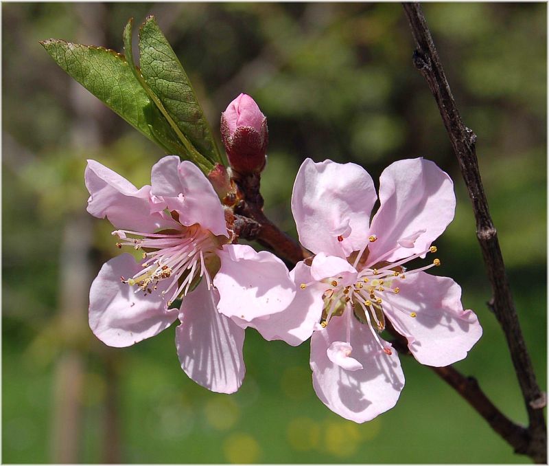 Kirschblüten