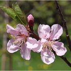 Kirschblüten