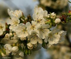 Kirschblüten