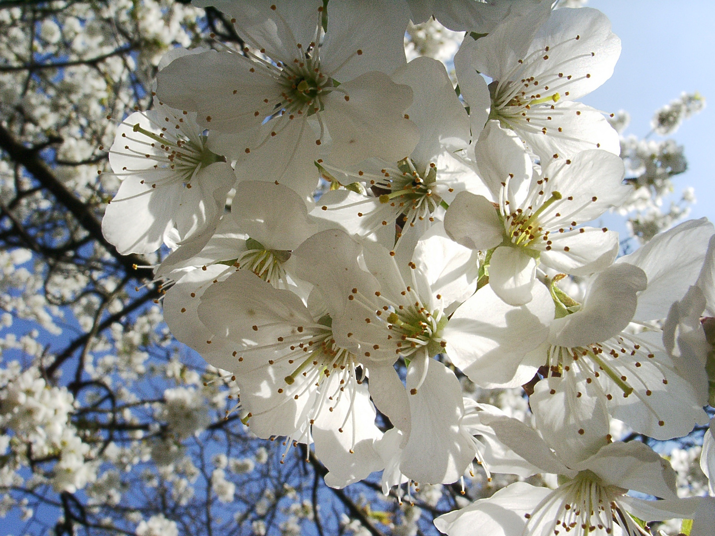 Kirschblüten