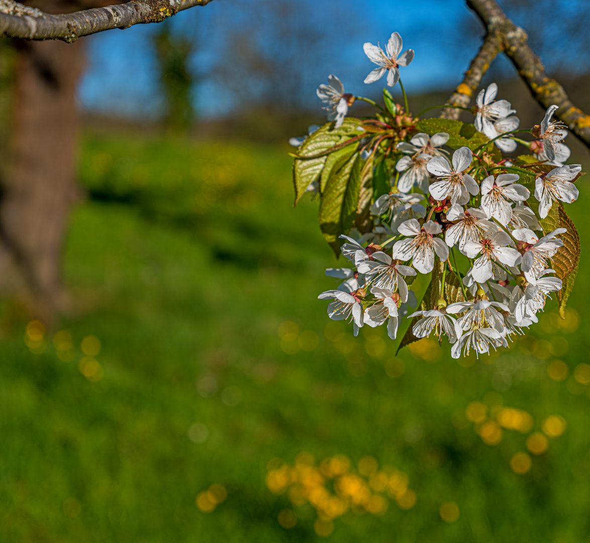 Kirschblüten