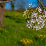 Kirschblüten