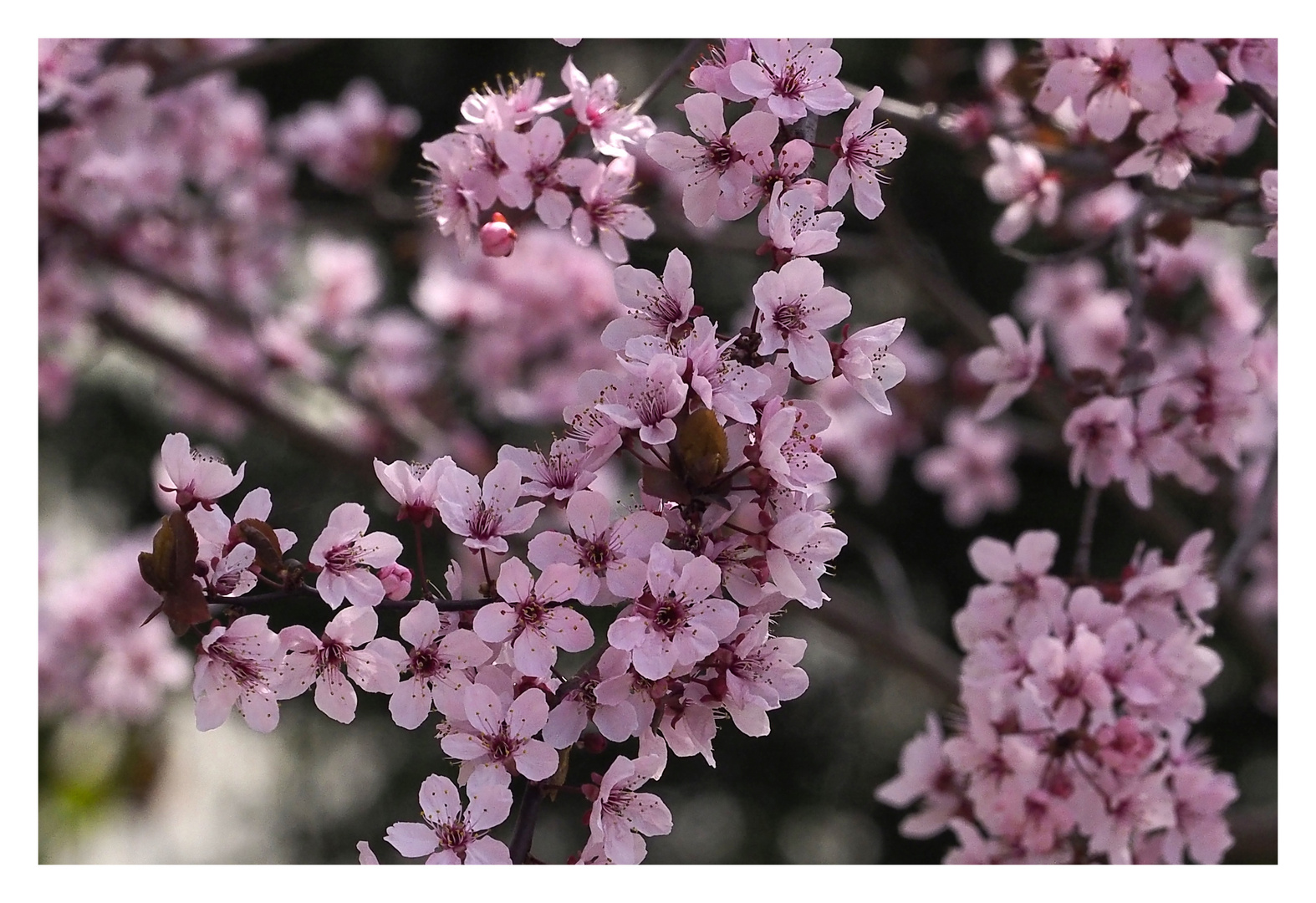 Kirschblüten 