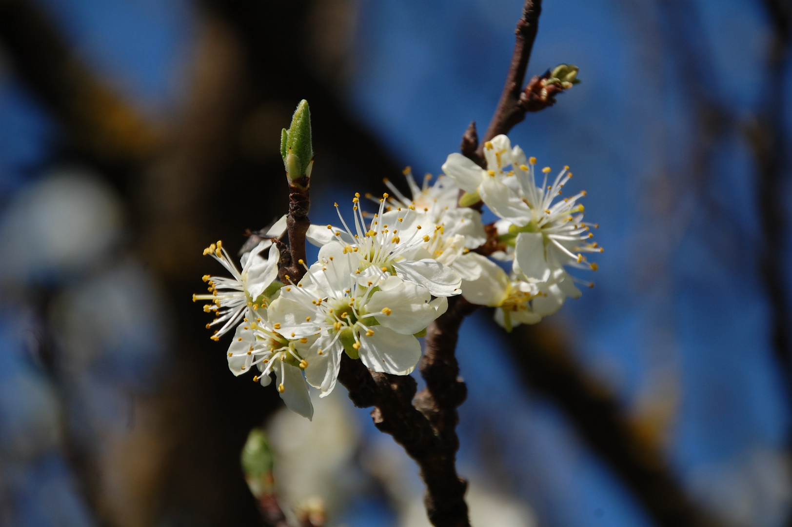 Kirschblüten